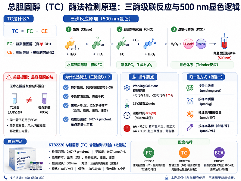 TC总胆固醇酶法检测原理：三酶级联反应与500 nm显色逻辑