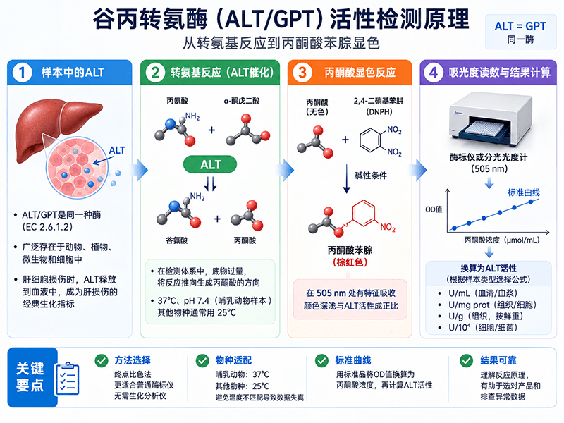 ALT/GPT谷丙转氨酶活性检测原理：从转氨基反应到丙酮酸苯腙显色