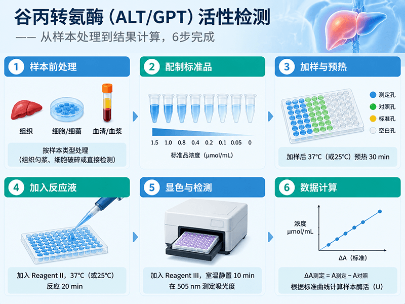 ALT/GPT谷丙转氨酶活性检测实验方案：从样本处理到数据计算的实操细节
