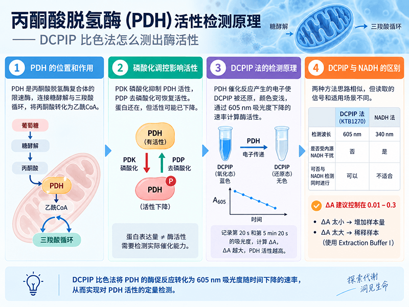 PDH丙酮酸脱氢酶活性检测原理：DCPIP 比色法怎么测出酶活性