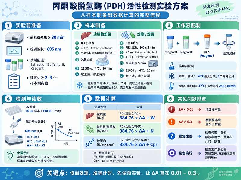 PDH丙酮酸脱氢酶活性检测实验方案：从样本制备到数据计算的完整流程