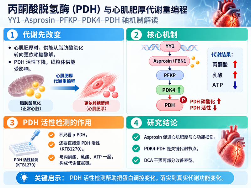 丙酮酸脱氢酶（PDH）与心肌肥厚代谢重编程：YY1-Asprosin-PFKP-PDK4-PDH轴机制解读