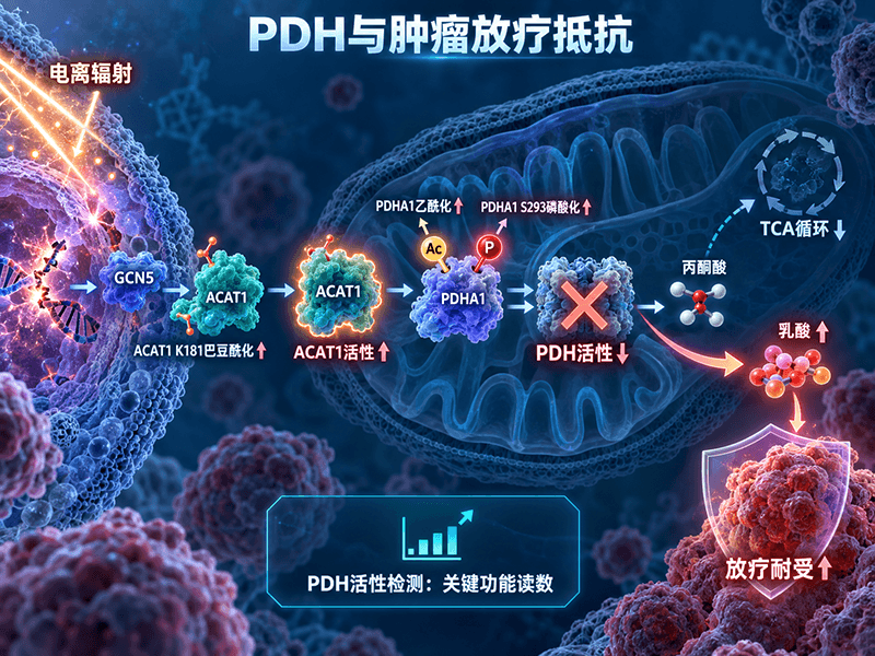 丙酮酸脱氢酶（PDH）与肿瘤放疗抵抗：ACAT1巴豆酰化如何通过PDHA1磷酸化影响乳酸代谢
