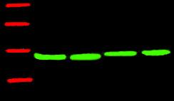 山羊抗小鼠IgG二抗,近红外DyLight 680荧光标记