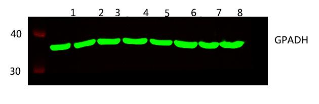 山羊抗小鼠IgG二抗,远红外DyLight 800荧光标记