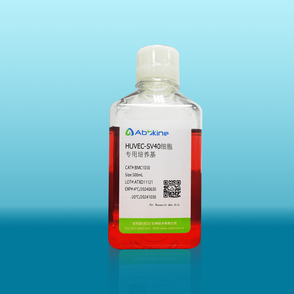 HUVEC-SV40细胞专用培养基