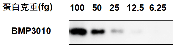 通用型ECL化学发光液-SuperKine™