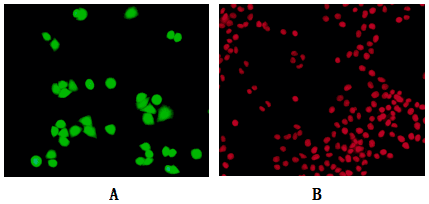 活/死细胞双染色试剂盒