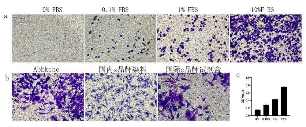 细胞迁移分析试剂盒(24孔板,8μM)
