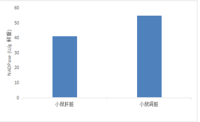NADP磷酸酶(NADPase)活性检测试剂盒(微量法)-CheKine™