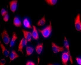 线粒体染色试剂盒(橘红色荧光)-TraKine™