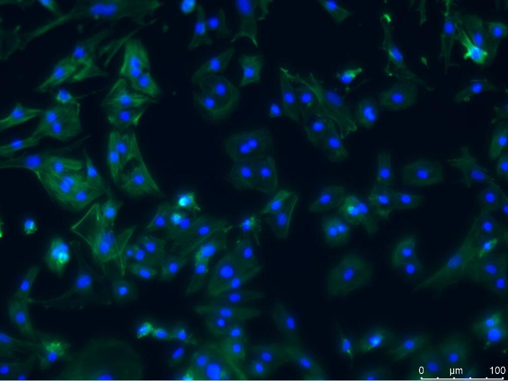 F-actin染色试剂盒(绿色荧光)-TraKine™