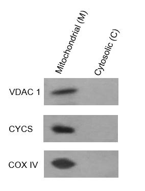 线粒体分离提取试剂盒(细胞样品)-ExKine™