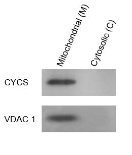 线粒体分离提取试剂盒(组织样品)-ExKine™