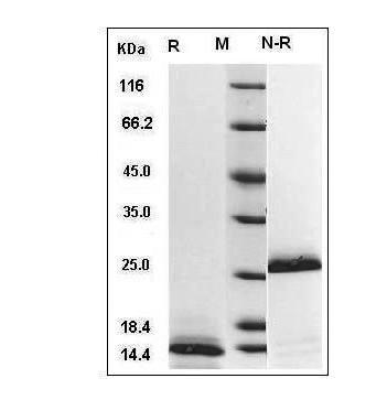 重组人转化生长因子-β1(TGF-β1)