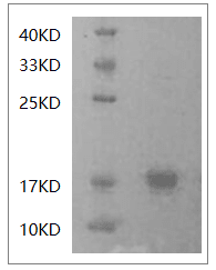 重组人干扰素-γ(IFN-γ)