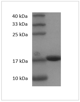 重组人白介素-1β(IL-1β)