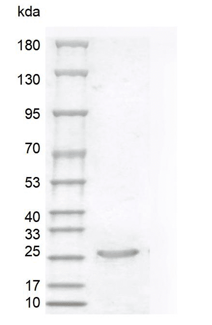 重组人音猬因子(Shh)