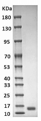 重组人半乳糖凝集素(GAL1 )