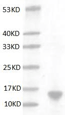 重组人白介素3(IL-3)