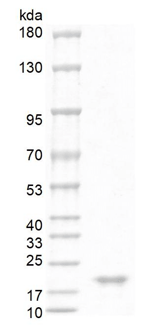 重组人B细胞激活因子(BAFF)