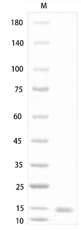 重组人/小鼠/大鼠Activin A蛋白(Activin A)