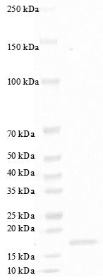 重组人粒细胞集落刺激因子(G-CSF)