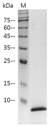 重组人表皮生长因子,His-标签(无动物源)(EGF)