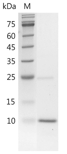 重组人骨形态发生蛋白4,His-标签(无动物源)(BMP-4)
