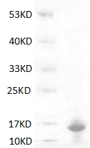 重组人S100 钙结合蛋白 A9(S100A9)