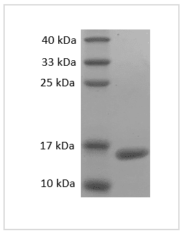 重组小鼠肿瘤坏死因子-α(TNF-α)