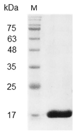 重组小鼠白介素36γ,His-标签(无动物源)(IL-36γ)