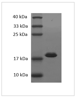 重组小鼠白介素-1β(IL-1β)