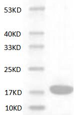 重组小鼠白介素-1α(IL-1α)