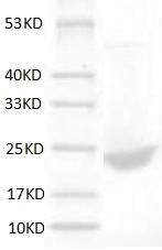 重组小鼠音猬因子(Shh)