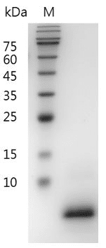 重组小鼠表皮生长因子,His-标签(无动物源)(EGF)