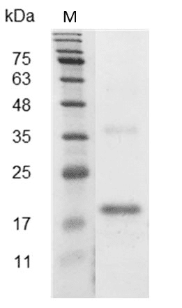 重组小鼠/大鼠血管内皮生长因子165,His-标签(无动物源)(VEGF165)
