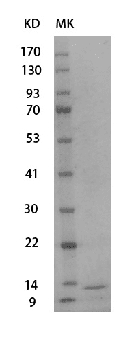 重组小鼠胰岛素样生长因子Ⅰ(IGFI)