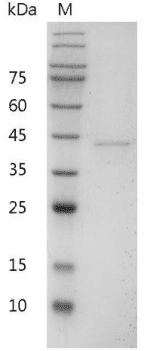 重组小鼠白介素-12 p40,His-标签(无动物源)(IL-12 p40)