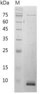 重组小鼠CXC趋化因子配体11,His-标签(无动物源)(CXCL11)