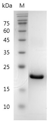 重组小鼠粒细胞集落刺激因子,His-标签(无动物源)(G-CSF)