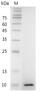 重组小鼠胰岛素样生长因子Ⅱ,His-标签(无动物源)(IGFII)