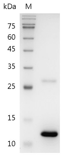 重组人骨形态发生蛋白7,His-标签(无动物源)(BMP-7)