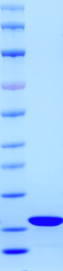 重组大鼠肿瘤坏死因子-α(TNF-α)