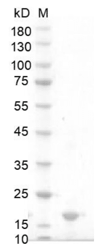 重组人干扰素α1a(IFN-α1a)