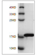 重组大鼠白介素-1β(IL-1β)