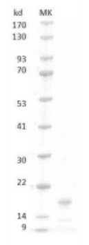 重组人干细胞因子(SCF)