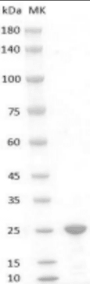 重组人成纤维生长因子19,His-标签(FGF-19)