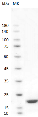 重组人干扰素α2a(IFN-α2a)