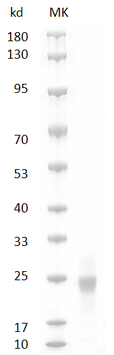 重组大鼠源血管内皮生长因子,His-标签(VEGF164)